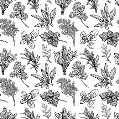 Baharatlar ve şifalı otlar. Aromatik baharatlar, sağlıklı bitkiler. Fesleğen, kekik, maydanoz, dildo. Elle çizilmiş vektör çizimi.