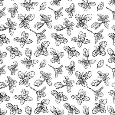  Fesleğensiz desen. İtalyan otları. Marjoram filizi. Fesleğen, mis kokulu bir baharattır. El çizimi illüstrasyon