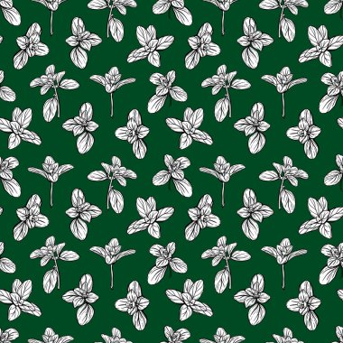  Fesleğensiz desen. İtalyan otları. Marjoram filizi. Fesleğen, mis kokulu bir baharattır. El çizimi illüstrasyon