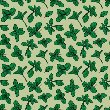  Fesleğensiz desen. İtalyan otları. Marjoram deseni. El çizimi illüstrasyon