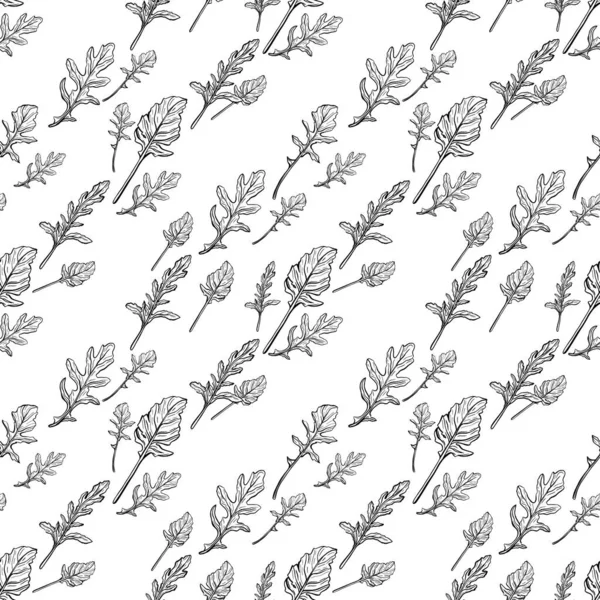 Arugula pürüzsüz desen. Arugula beyaz bir arkaplanda bırakır. Baharatlı ve aromatik İtalyan baharatı. El çizimi vektör illüstrasyonu