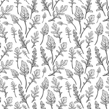 Arugula pürüzsüz desen. Arugula beyaz bir arkaplanda bırakır. Baharatlı ve aromatik İtalyan baharatı. El çizimi vektör illüstrasyonu