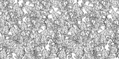 Arugula pürüzsüz desen. Arugula beyaz bir arkaplanda bırakır. Baharatlı ve aromatik İtalyan baharatı. El çizimi vektör illüstrasyonu