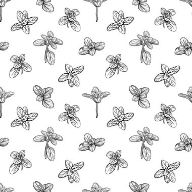  Fesleğensiz desen. İtalyan otları. Marjoram deseni. El çizimi illüstrasyon