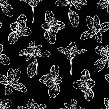  Fesleğensiz desen. İtalyan otları. Marjoram filizi. Fesleğen, mis kokulu bir baharattır. El çizimi illüstrasyon