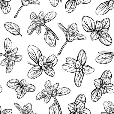  Fesleğensiz desen. İtalyan otları. Marjoram filizi. Fesleğen, mis kokulu bir baharattır. El çizimi illüstrasyon