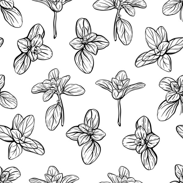  Бесшовный узор Бэзила. Итальянские травы. Веточка майорана. Василий - ароматная и ароматная приправа. Ручная иллюстрация