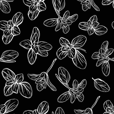  Fesleğensiz desen. İtalyan otları. Marjoram filizi. Fesleğen, mis kokulu bir baharattır. El çizimi illüstrasyon