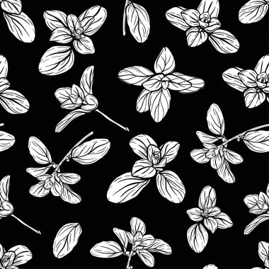  Fesleğensiz desen. İtalyan otları. Marjoram filizi. Fesleğen, mis kokulu bir baharattır. El çizimi illüstrasyon