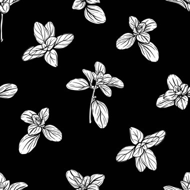  Fesleğensiz desen. İtalyan otları. Marjoram deseni. El çizimi illüstrasyon