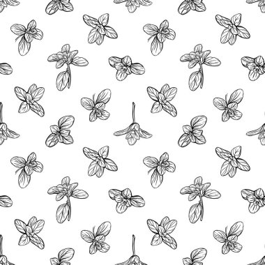  Fesleğensiz desen. İtalyan otları. Marjoram deseni. El çizimi illüstrasyon
