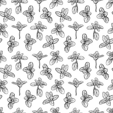  Fesleğensiz desen. İtalyan otları. Marjoram filizi. Fesleğen, mis kokulu bir baharattır. El çizimi illüstrasyon