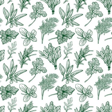 Baharatlar ve şifalı otlar. Aromatik baharatlar, sağlıklı bitkiler. Fesleğen, kekik, maydanoz, dildo. Elle çizilmiş vektör çizimi.