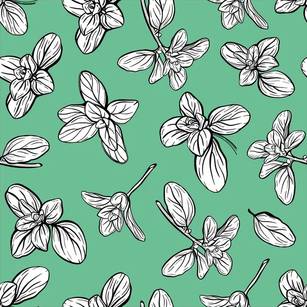 Basil Seamless Pattern. Italské bylinky. Sprig majoránky. Basil je voňavé a voňavé koření. Ručně kreslená ilustrace — Stockový vektor