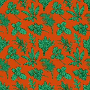 Baharatlar ve şifalı otlar. Aromatik baharatlar, sağlıklı bitkiler. Fesleğen, kekik, maydanoz, dildo. Elle çizilmiş vektör çizimi.