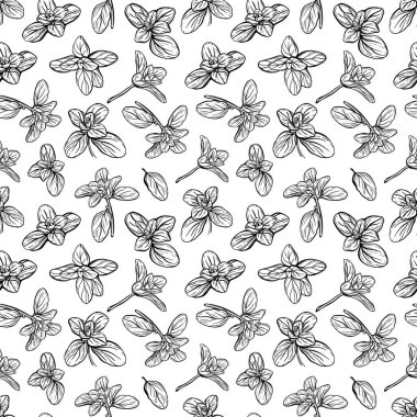  Fesleğensiz desen. İtalyan otları. Marjoram filizi. Fesleğen, mis kokulu bir baharattır. El çizimi illüstrasyon