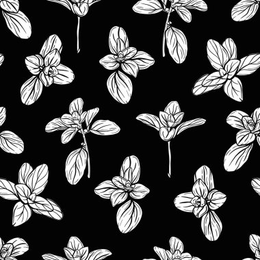  Fesleğensiz desen. İtalyan otları. Marjoram filizi. Fesleğen, mis kokulu bir baharattır. El çizimi illüstrasyon