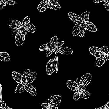  Fesleğensiz desen. İtalyan otları. Marjoram filizi. Fesleğen, mis kokulu bir baharattır. El çizimi illüstrasyon