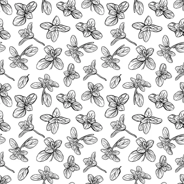  Fesleğensiz desen. İtalyan otları. Marjoram filizi. Fesleğen, mis kokulu bir baharattır. El çizimi illüstrasyon