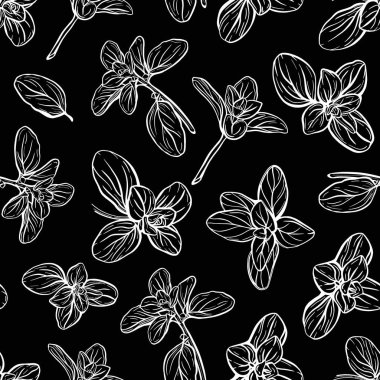  Fesleğensiz desen. İtalyan otları. Marjoram filizi. Fesleğen, mis kokulu bir baharattır. El çizimi illüstrasyon