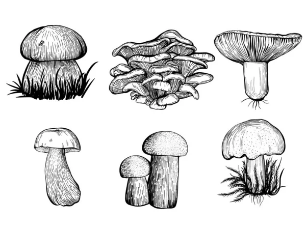 Set of forest mushrooms. Edible mushrooms , Russula, chanterelles, boletus. Hand drawn vector illustration — Stock Vector