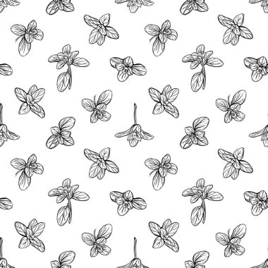  Fesleğensiz desen. İtalyan otları. Marjoram deseni. El çizimi illüstrasyon