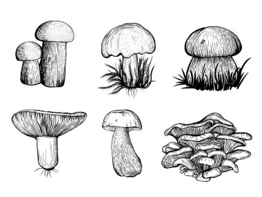 Orman mantarı seti. Yenilebilir mantarlar, Russula, chanterelles, boletus. El çizimi vektör illüstrasyonu