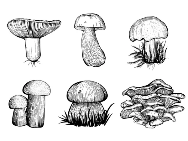 Set of forest mushrooms. Russula, chanterelles, boletus. Hand drawn vector illustration — Stock Vector