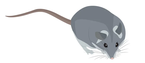 Desenhos animados rato cinzento — Vetor de Stock
