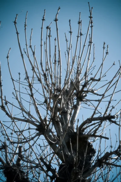 밤나무의 leafless 지점 — 스톡 사진