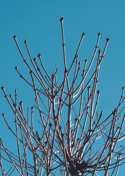 Rami senza foglie di castagno — Foto Stock
