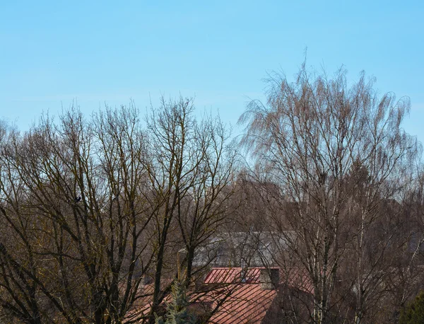 Tetti e alberi — Foto Stock