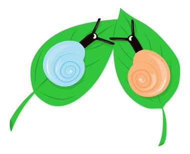 İki salyangoz yerine getirilmiştir