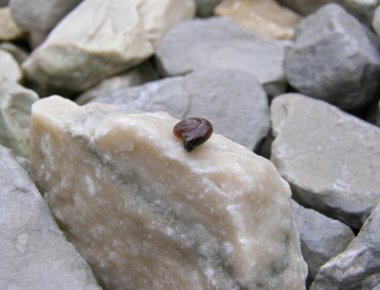 Salyangoz kabuğu'nda gizleme