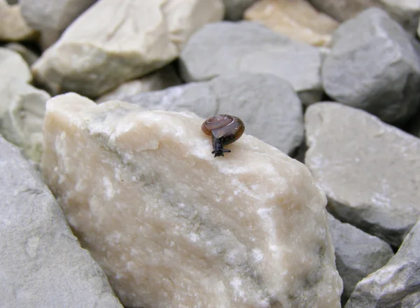 石の上のカタツムリ — ストック写真