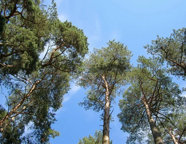 Çam ve mavi gökyüzünün alt manzarası