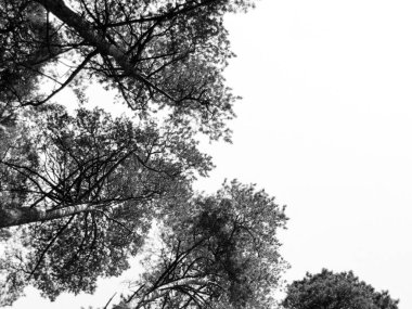 Çam ağaçlarının alt manzarası. Ağacın arka siluetleri