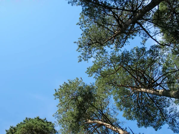 Bottom View Pine Tops Blue Sky — Stock Photo, Image