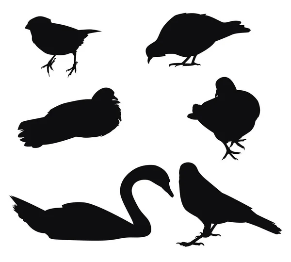 Set Silhouettes Urban Birds Sparrow Dove Crow Swan Vector Illustration — Stock Vector