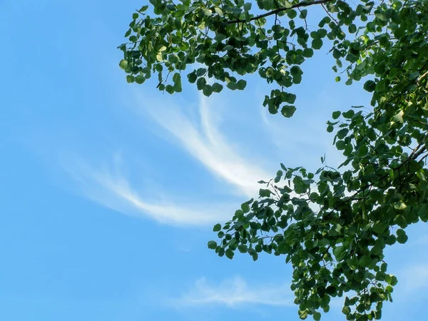 Yeşil Yapraklı Ağaç Dalları Sirrus Bulutlu Mavi Gökyüzüne Karşı — Stok fotoğraf