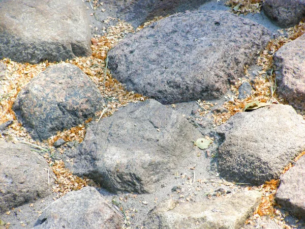 Piedras Del Pavimento Adoquinado Están Esparcidas Con Semillas Abedul Primer —  Fotos de Stock