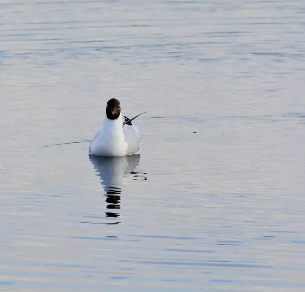 Gaviota Cabeza Negra Sienta Calma Wate — Foto de Stock