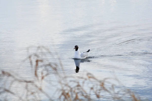 Gaviota Cabeza Negra Nadando Aguas Tranquilas —  Fotos de Stock