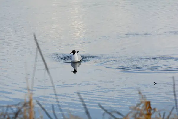 Black Headed Gull Swim Calm Water — Stock Photo, Image