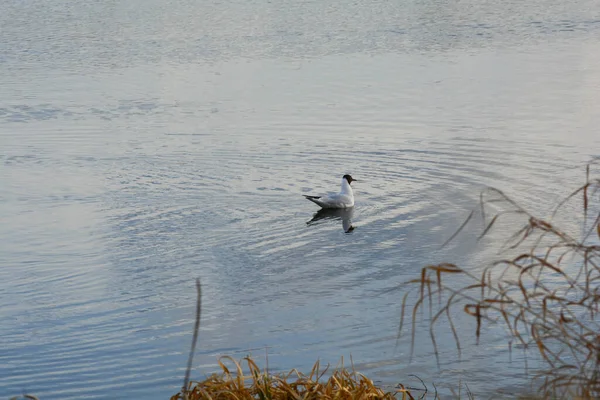 黑头海鸥在平静的水面上游泳 — 图库照片