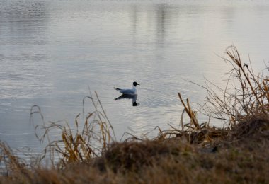Siyah başlı martı sakin sularda yüzer..