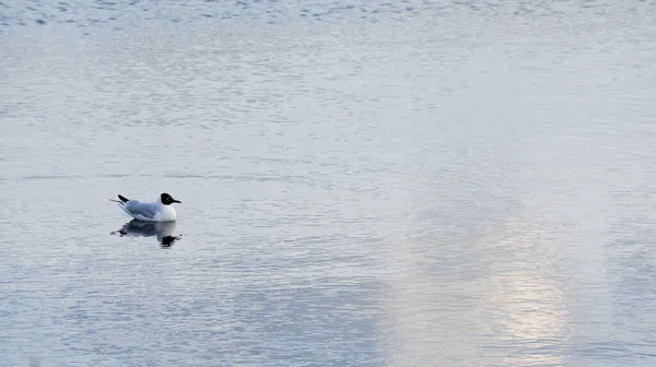 年轻的黑头海鸥在平静的水面上游泳 — 图库照片