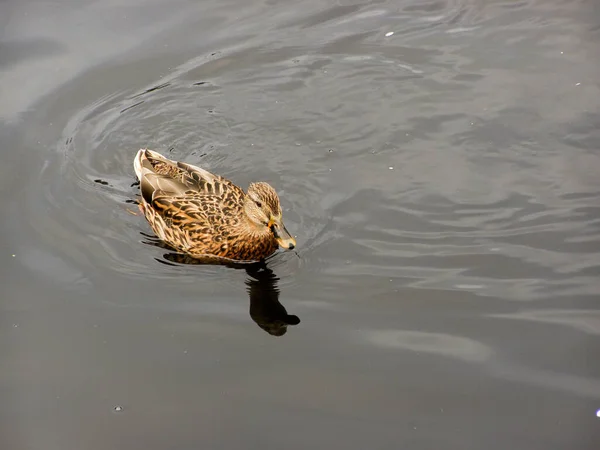 Eine Stockente Auf Dem Ruhigen Wasser Des Flusses — Stockfoto