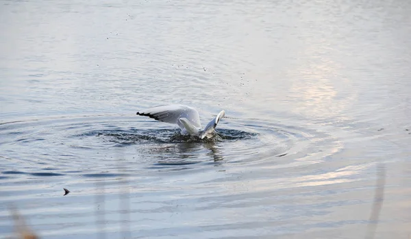Gull Dives Beautiful Splashes Water — Stock Photo, Image