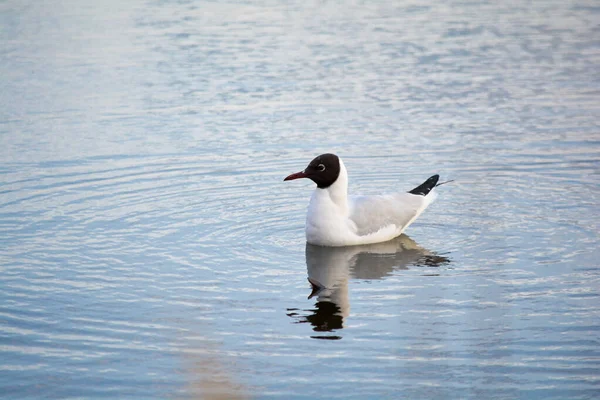 Jeune Goéland Tête Noire Sur Surface Calme Eau — Photo